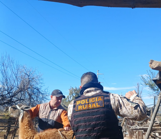 Caucete: secuestraron varios animales en un operativo por fauna ilegal
