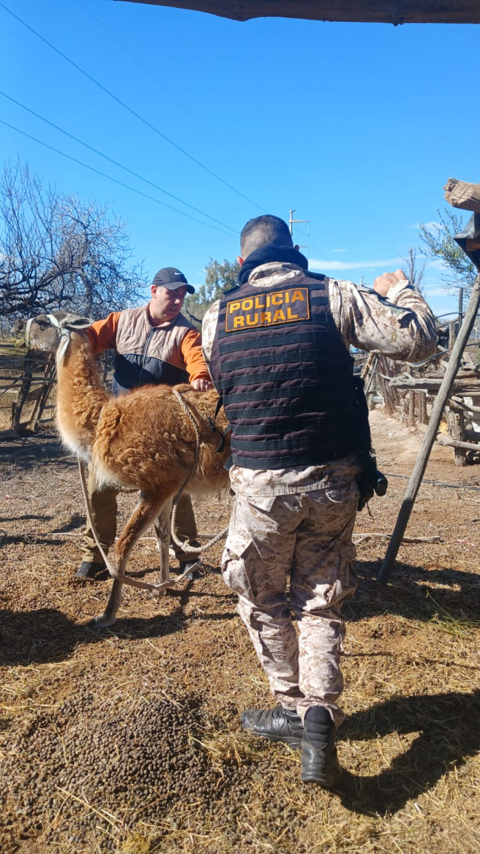 guanaco
