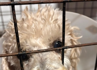 Murió Floppy, la perrita que había sido atropellada en Santa Lucía y conmovió a la provincia