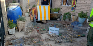 Rescataron más de 40 aves silvestres en Pocito y Jáchal