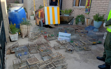Rescataron más de 40 aves silvestres en Pocito y Jáchal