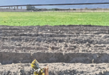 Las heladas golpearon la producción sanjuanina
