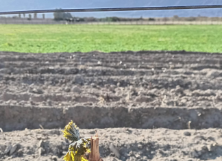 Las heladas golpearon la producción sanjuanina