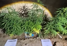 Secuestraron más de 20 plantas de cannabis en un allanamiento