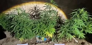 Secuestraron más de 20 plantas de cannabis en un allanamiento