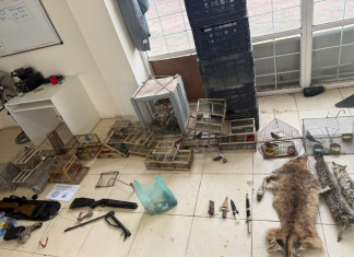 Sarmiento: secuestraron pieles de puma, aves y armas en allanamientos