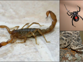 Alertan por presencia de alacranes y serpientes con la llegada de «El Niño»