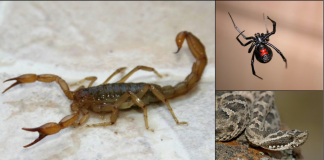 Alertan por presencia de alacranes y serpientes con la llegada de «El Niño»